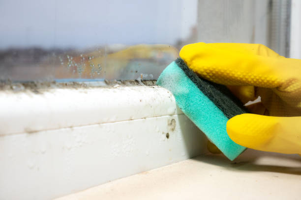 Why You Should Choose Our Mold Remediation Services in Duquesne, PA